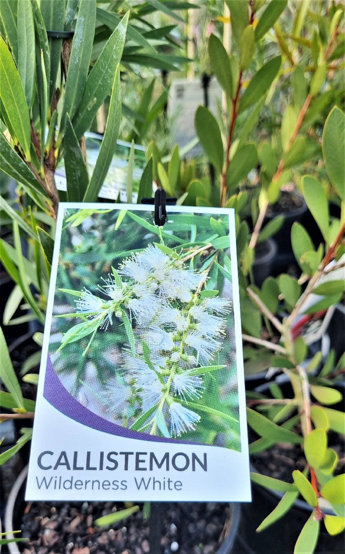 CALLISTEMON VIMINALIS WILDERNESS WHITE 140MM