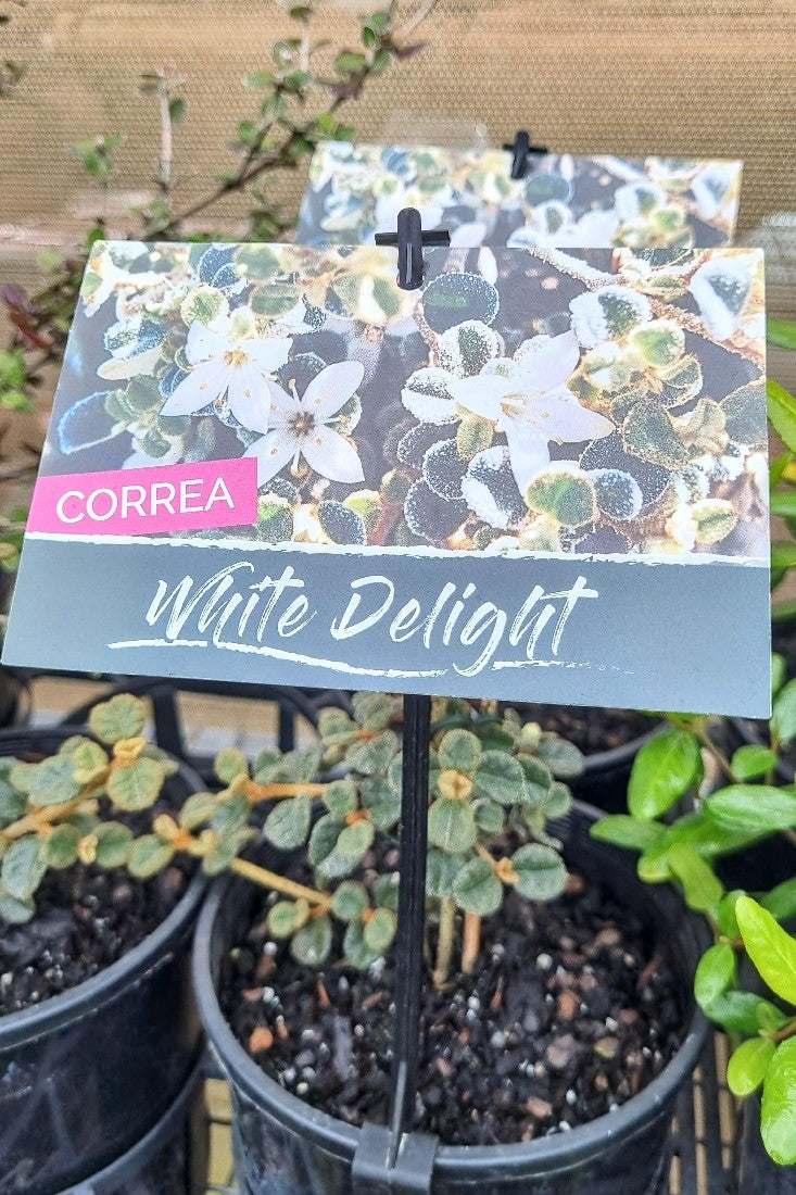 CORREA ALBA VARPANNOSUS WHITE DELIGHT 140MM