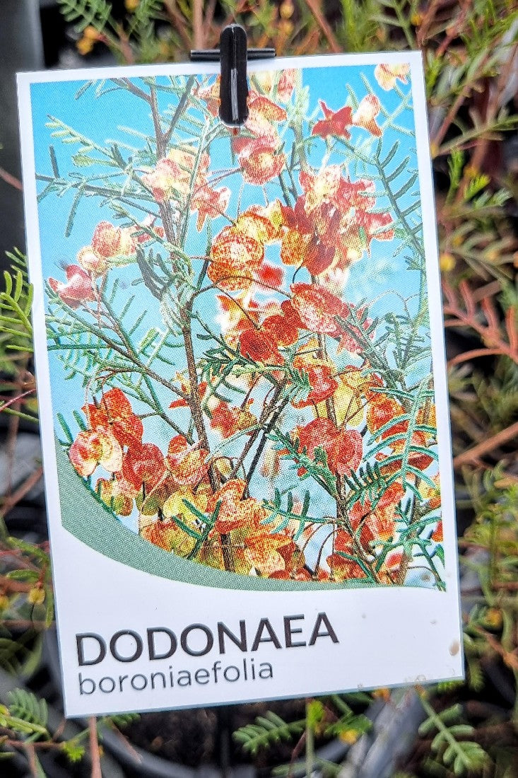 DODONAEA BORONIAEFOLIA 140MM