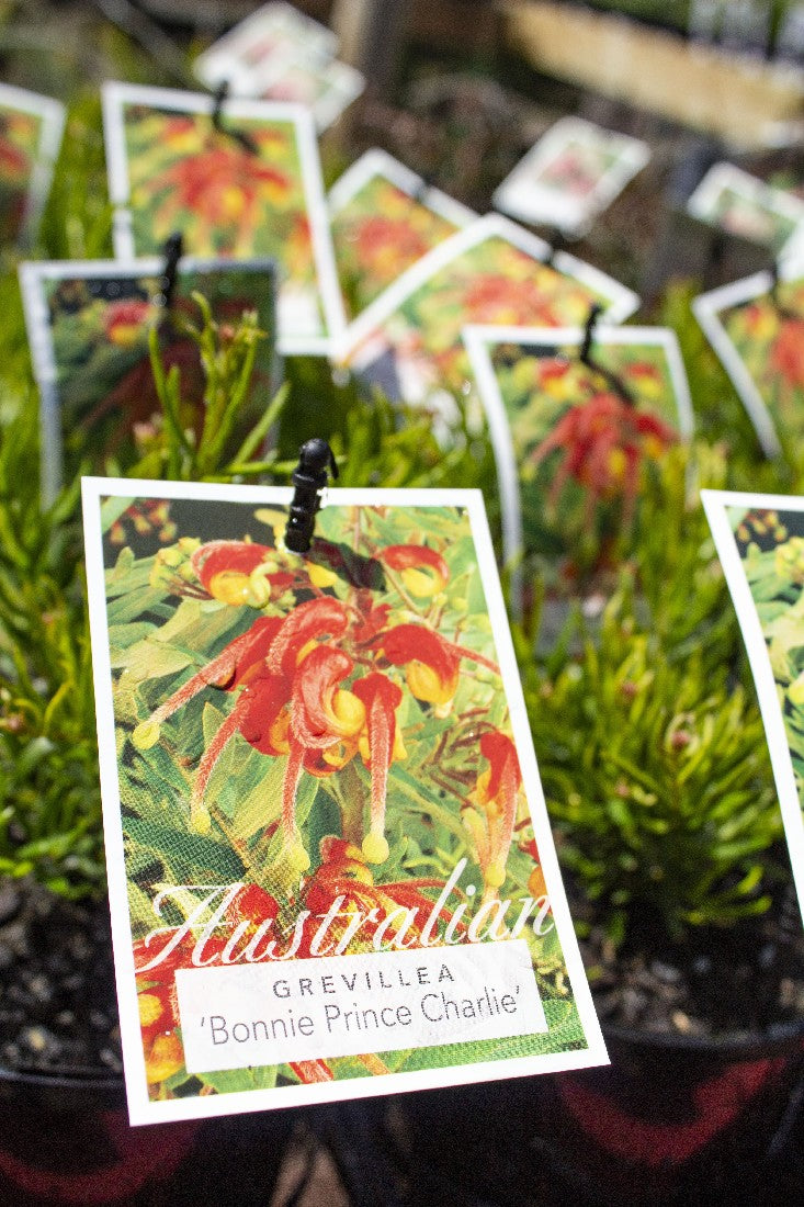 GREVILLEA ALPINA X ROSMARINIFOLIA BONNIE PRINCE CHARLIE 140MM