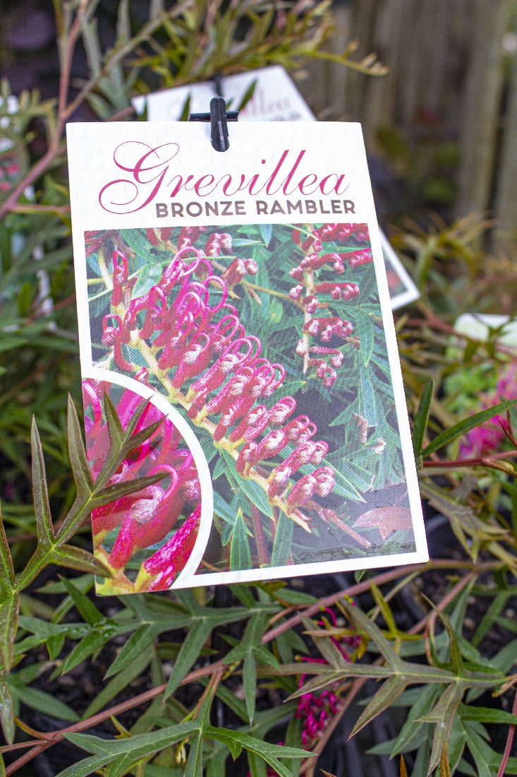 GREVILLEA BRONZE RAMBLER 140MM - Avalon Nursery