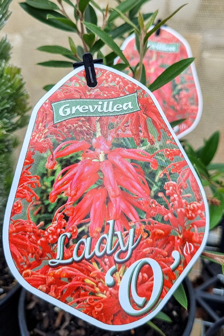 GREVILLEA RHYOLITICA X JUNIPERINA LADY O 140MM