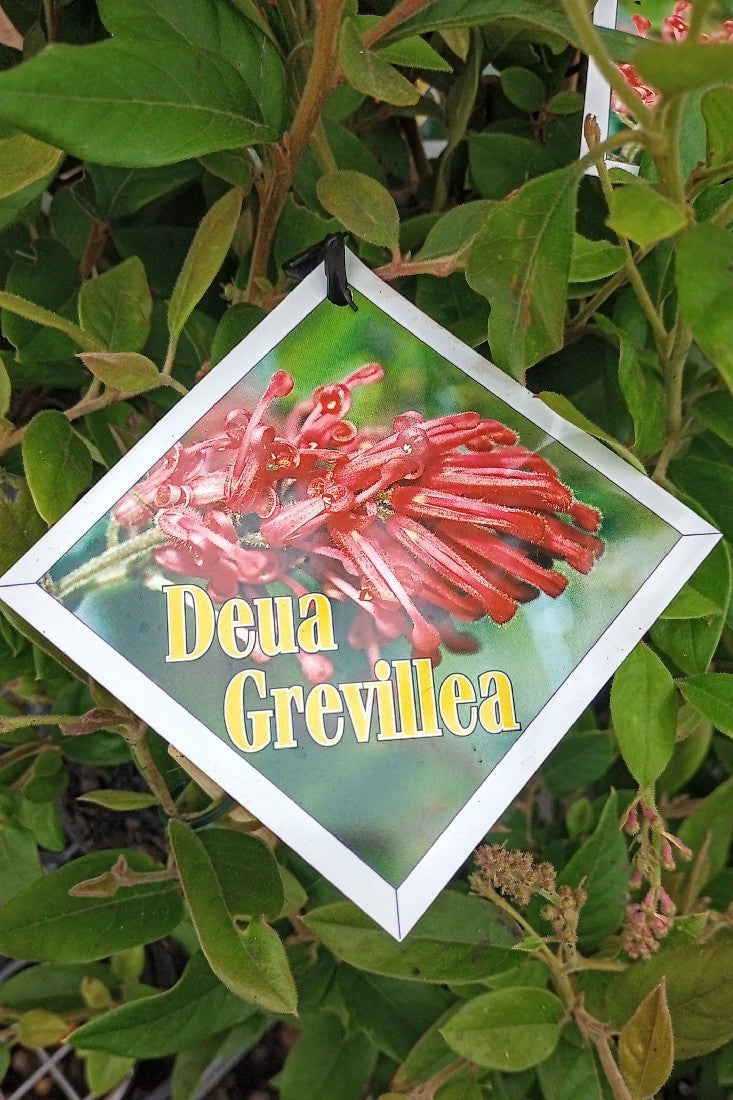 GREVILLEA RHYOLITICA DEUA 140MM