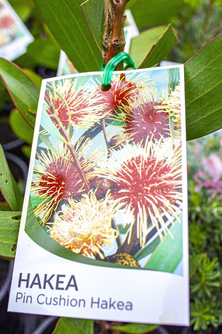 HAKEA LAURINA 140MM