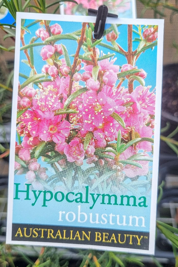 HYPOCALYMMA ROBUSTUM 140MM