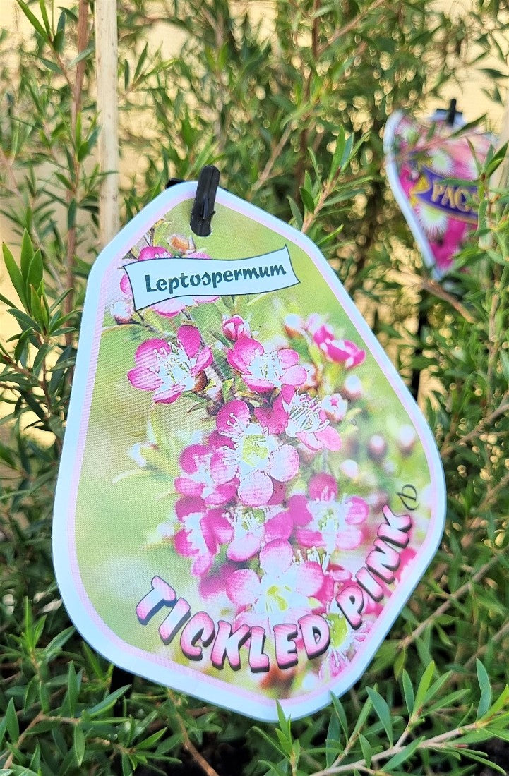LEPTOSPERMUM TICKLED PINK 140MM