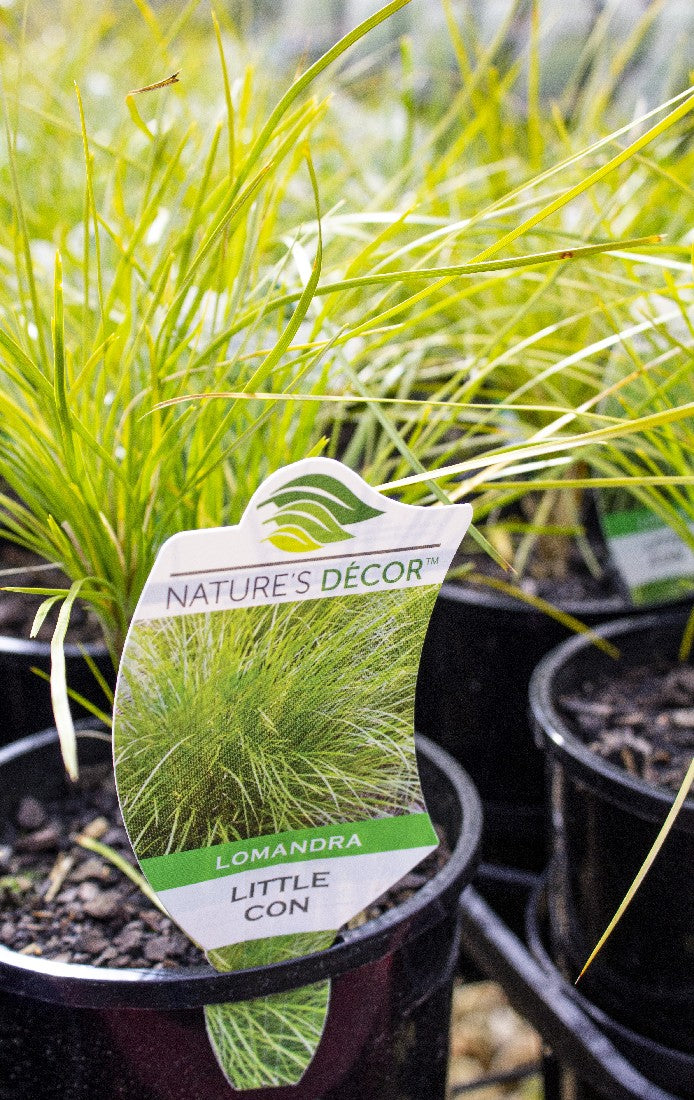 LOMANDRA LITTLE CON NPW 140MM
