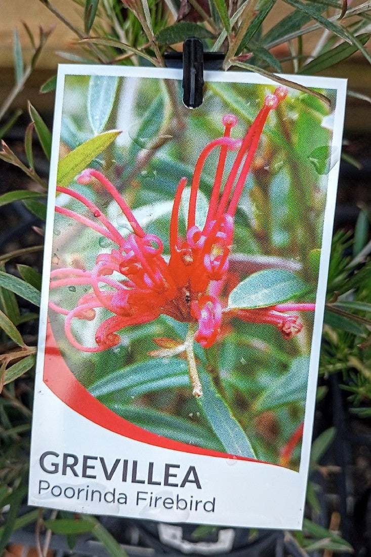 GREVILLEA POORINDA FIREBIRD 140MM