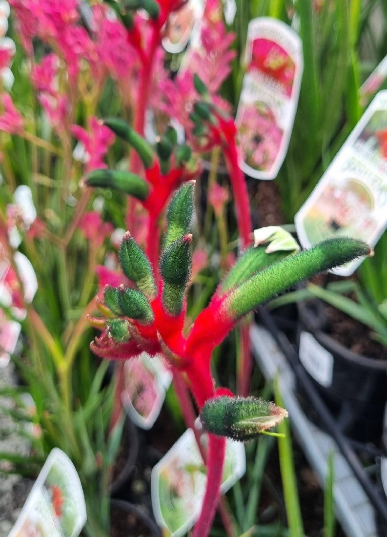 ANIGOZANTHOS BUSH DANCE KANGAROO PAW 140MM