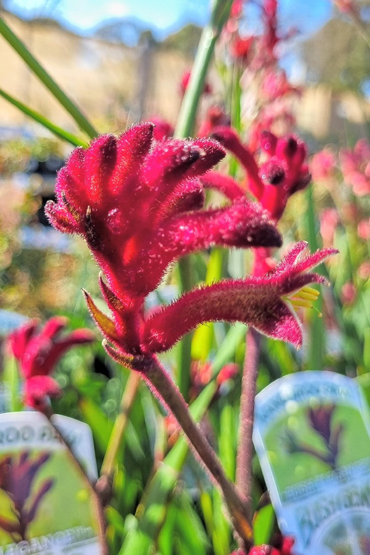 ANIGOZANTHOS BUSH ELEGANCE KANGAROO PAW 140MM