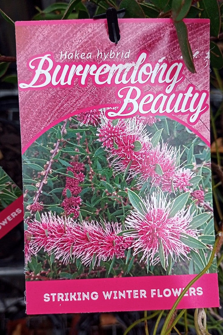 HAKEA HYBRID BURRENDONG BEAUTY 140MM