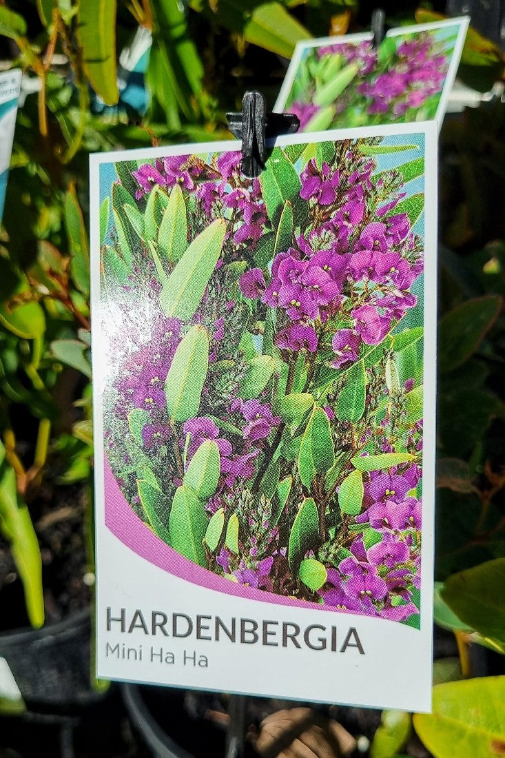 HARDENBERGIA VIOLACEA MINI HA HA 140MM