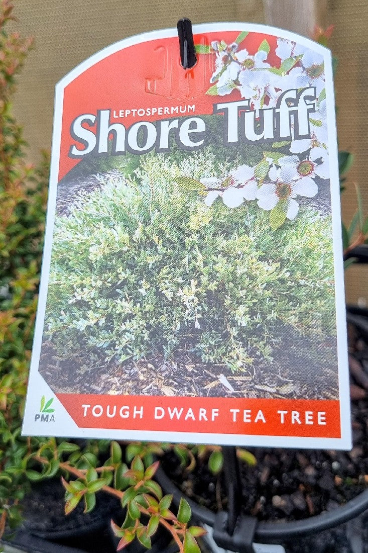 LEPTOSPERMUM LAEVIGATUM SHORE TUFF 140MM