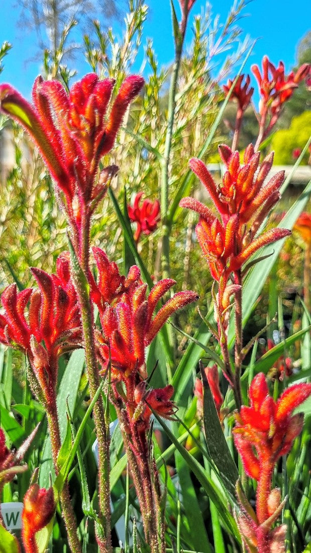 ANIGOZANTHOS BUSH BLITZ KANGAROO PAW 140MM