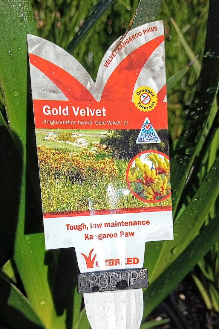 ANIGOZANTHOS GOLD VELVET KANGAROO PAW 140MM