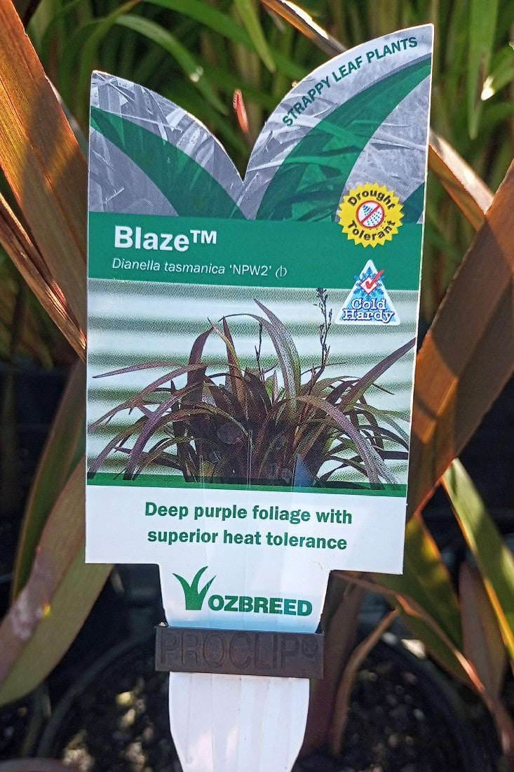 DIANELLA TASMANICA 'NPW2' BLAZE PBR 140MM