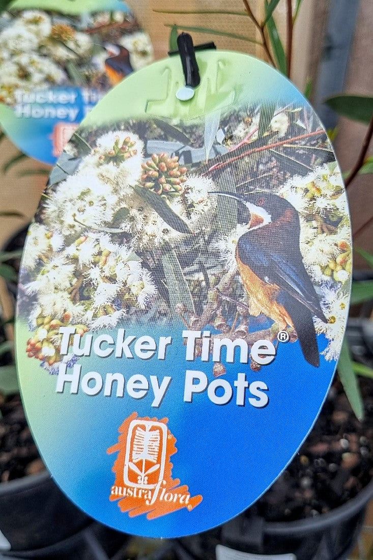 EUCALYPTUS WIMMERENSIS TUCKER TIME HONEY POTS 140MM