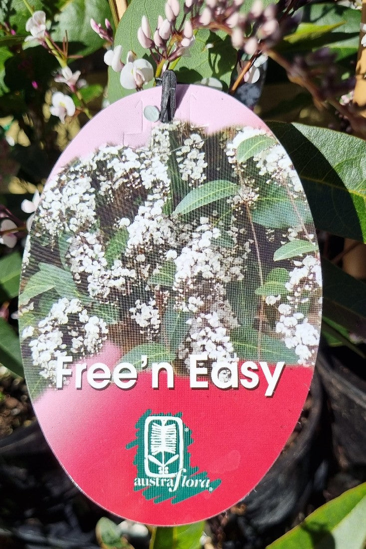 HARDENBERGIA FREE N EASY 140MM