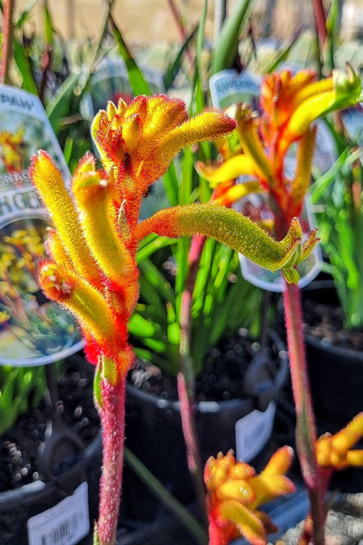 ANIGOZANTHOS BUSH TENACITY KANGAROO PAW 140MM