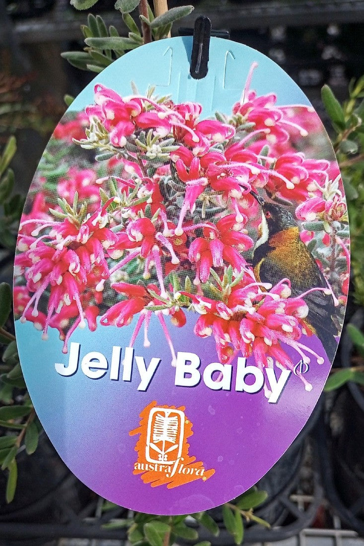 GREVILLEA LAVANDULACEA X ALPINA JELLY BABY 140MM