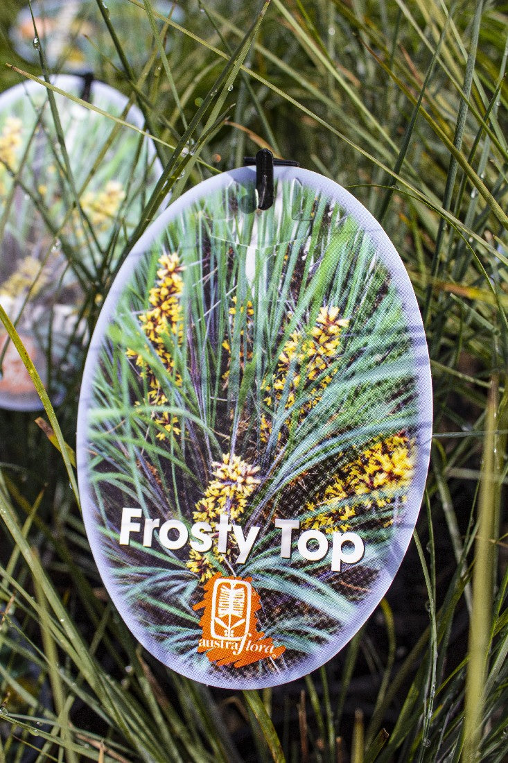 LOMANDRA CONFERTIFOLIA SSP RUBIGINOSA FROSTY TOP 140MM