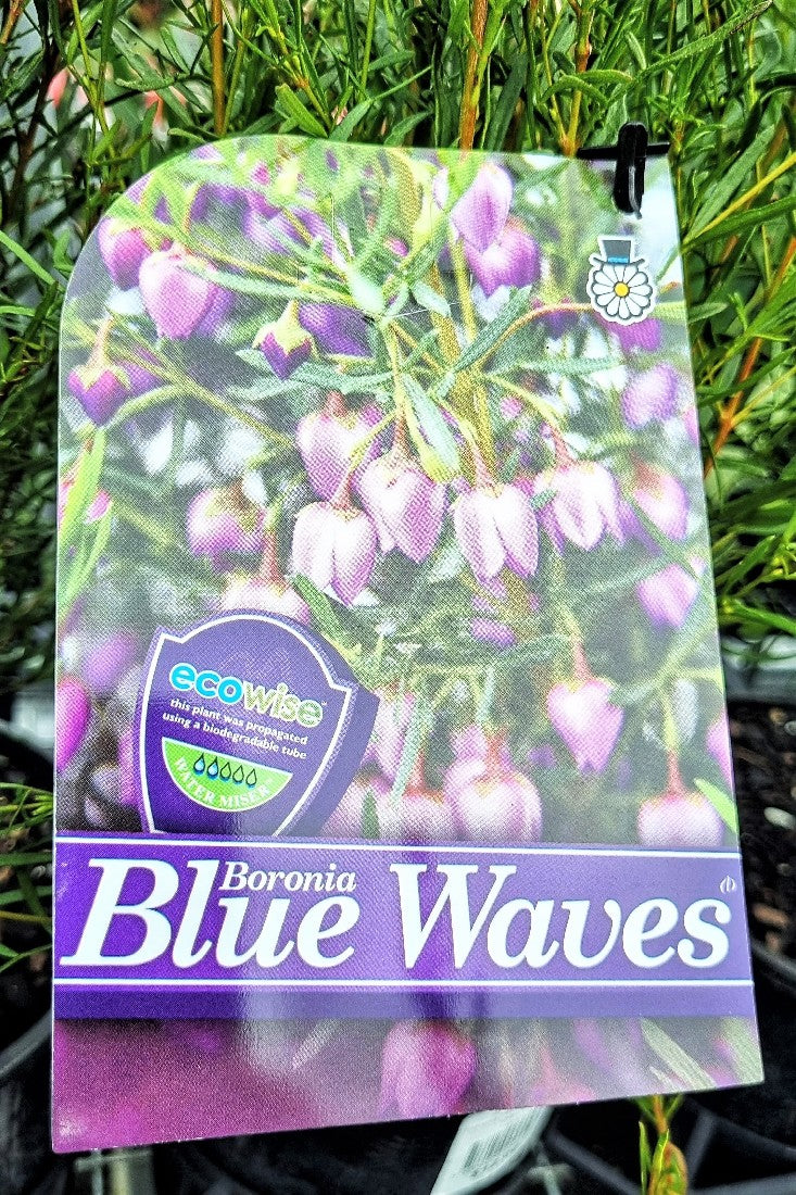 BORONIA HETEROPHYLLA BLUE WAVES 140MM