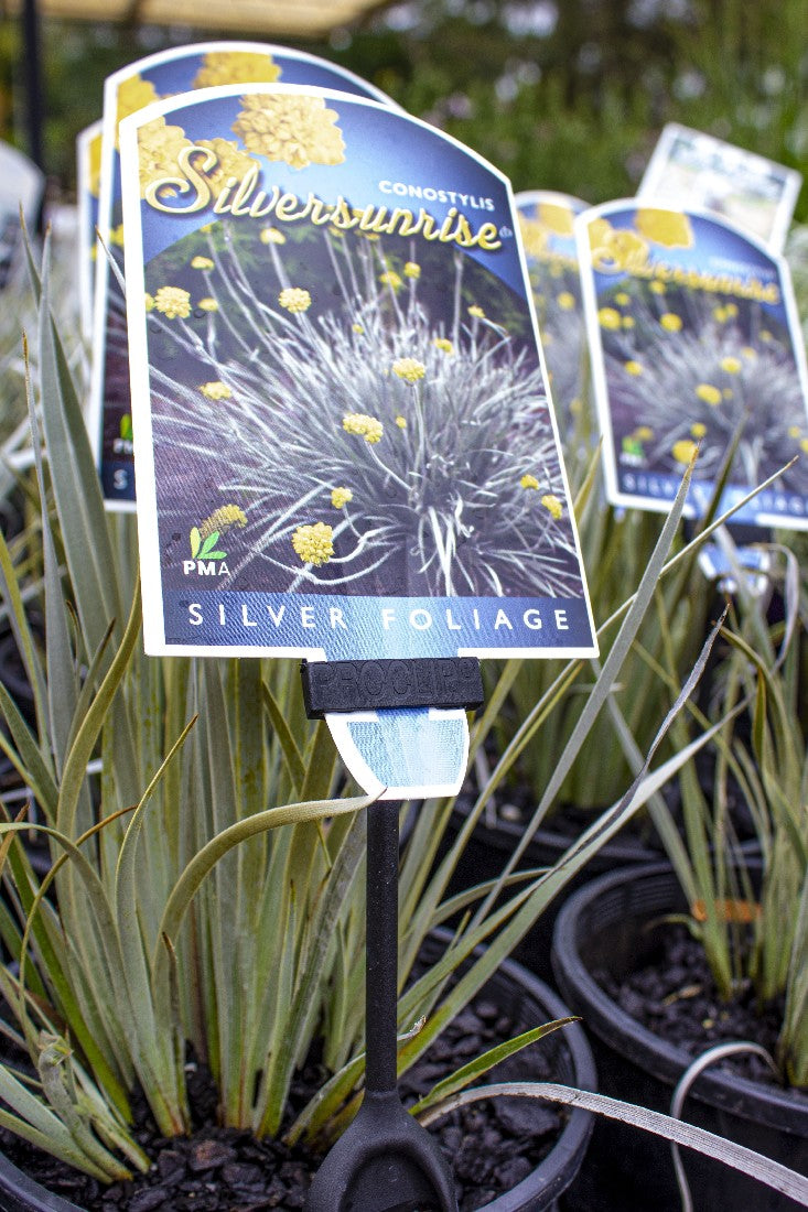 CONOSTYLIS CANDICANS SILVER SUNRISE 140MM - Avalon Nursery