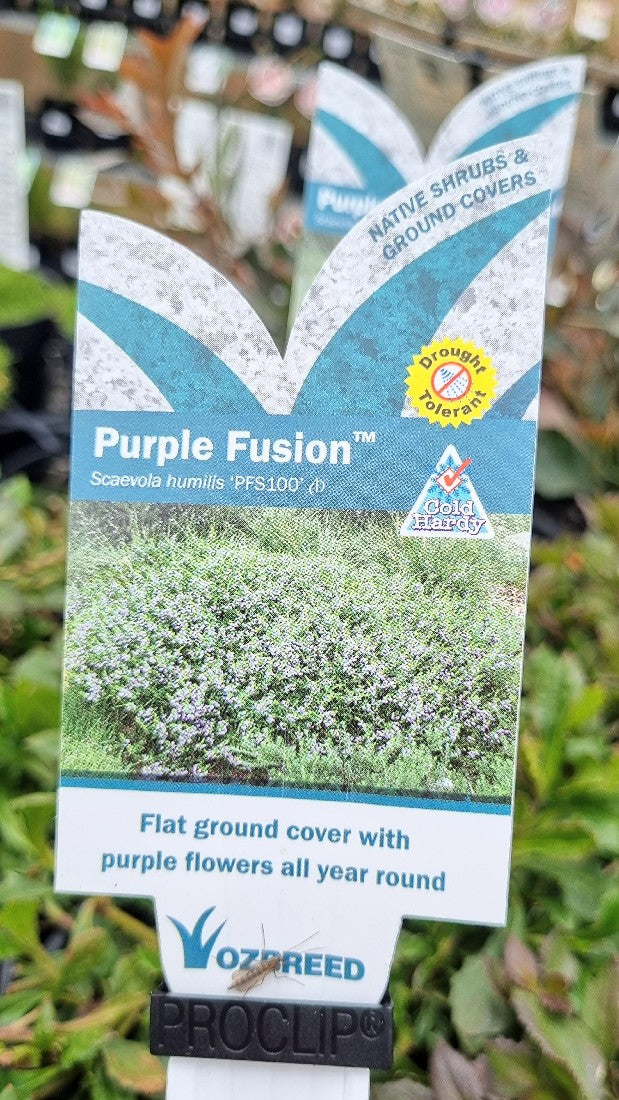 SCAEVOLA HUMILLIS PURPLE FUSION 140MM