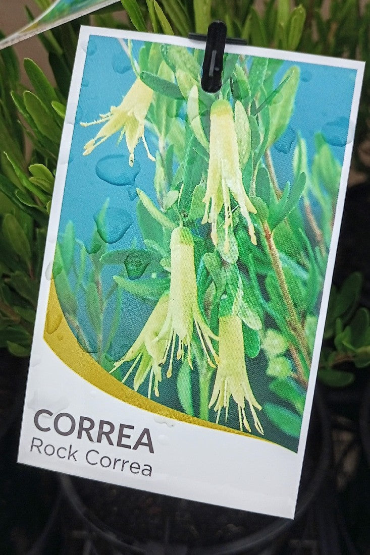 CORREA GLABRA 140MM
