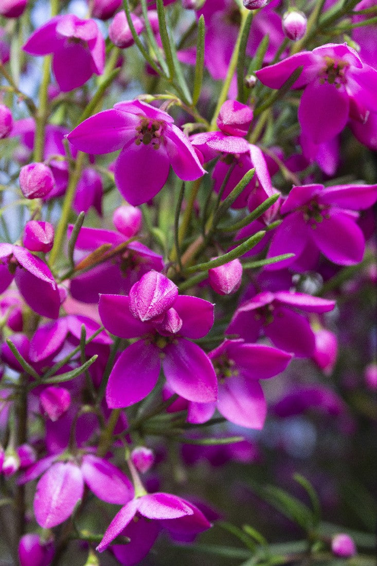 BORONIA HETEROPHYLLA MOONGLOW X PULCHELLA MAGENTA STARS PBR 140MM