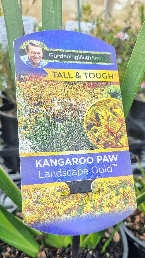 ANIGOZANTHOS BUSH LANDSCAPE GOLD KANGAROO PAW 140MM
