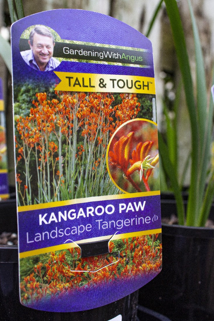 ANIGOZANTHOS LANDSCAPE TANGERINE (SYN. BUSH REVOLUTION) KANGAROO PAW 140MM