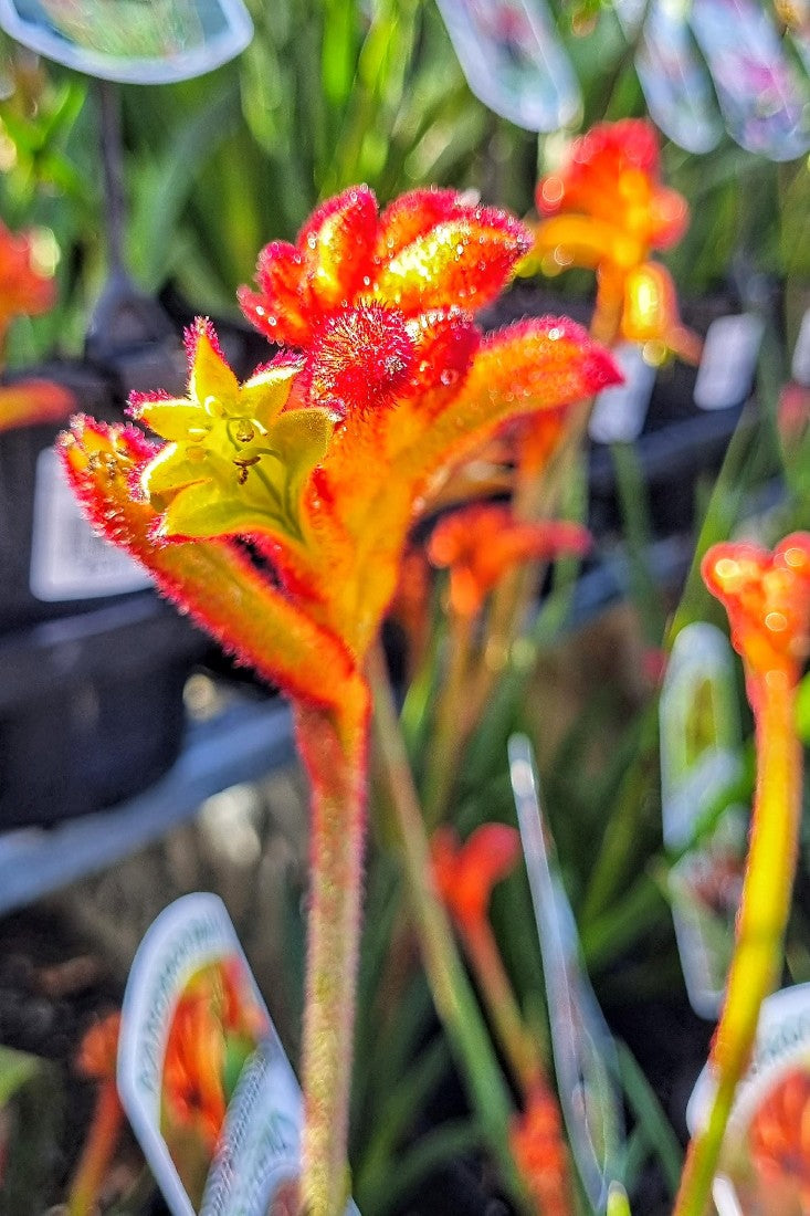 ANIGOZANTHOS BUSH SURPRISE 140MM