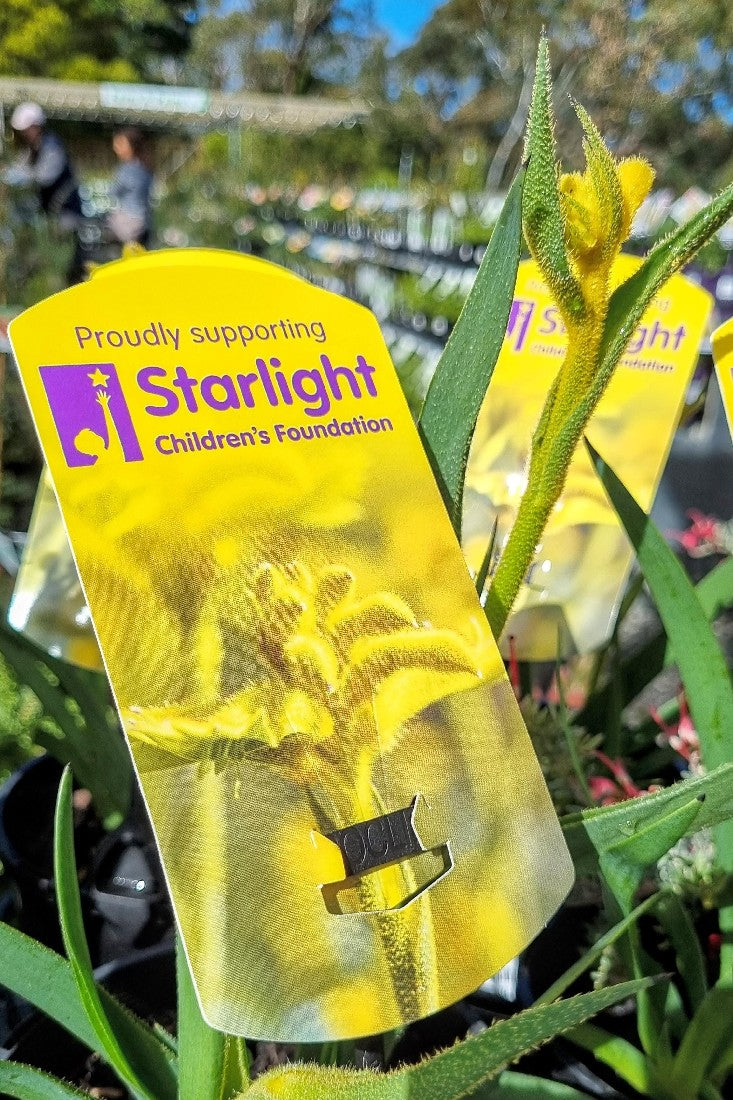ANIGOZANTHOS BUSH ZEST KANGAROO PAW 140MM