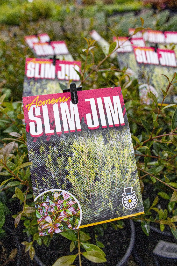 LILLY PILLY ACMENA SMITHII SLIM JIM 140MM