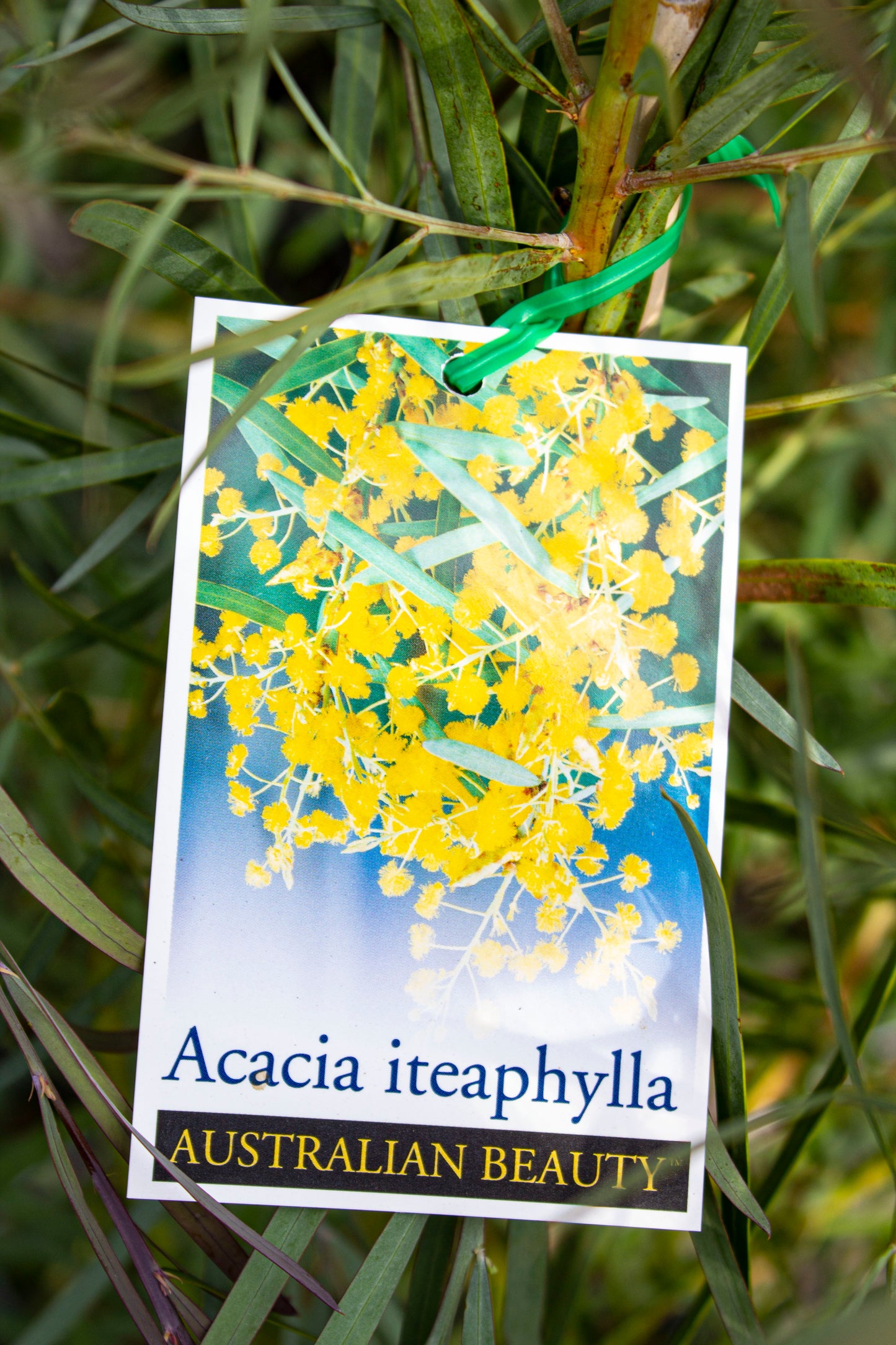 ACACIA ITEAPHYLLA FLINDERS RANGES WATTLE 250MM