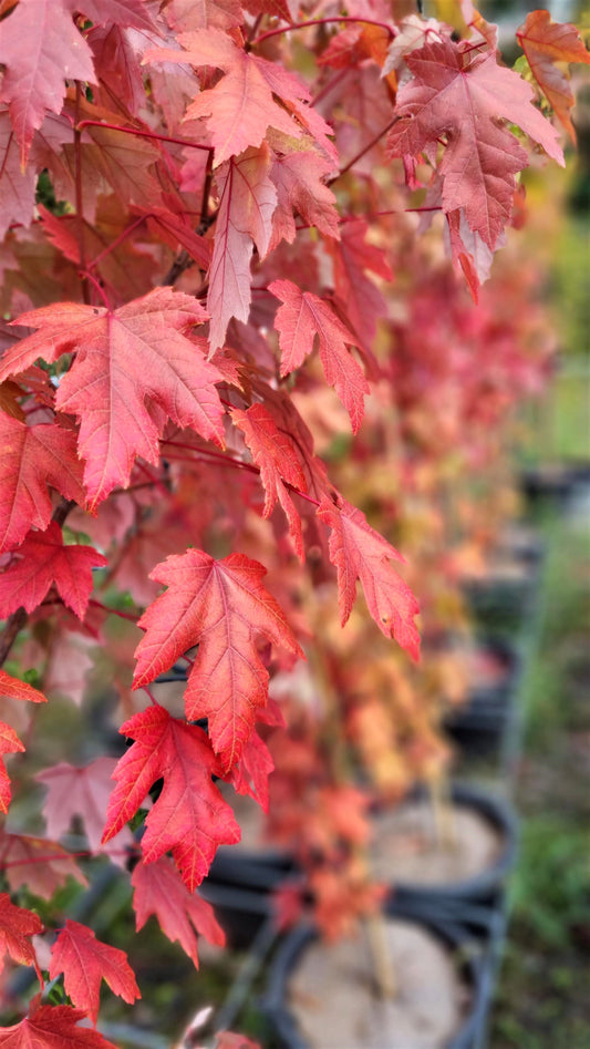 MAPLE ACER FREEMANNII AUTUMN BLAZE 330MM