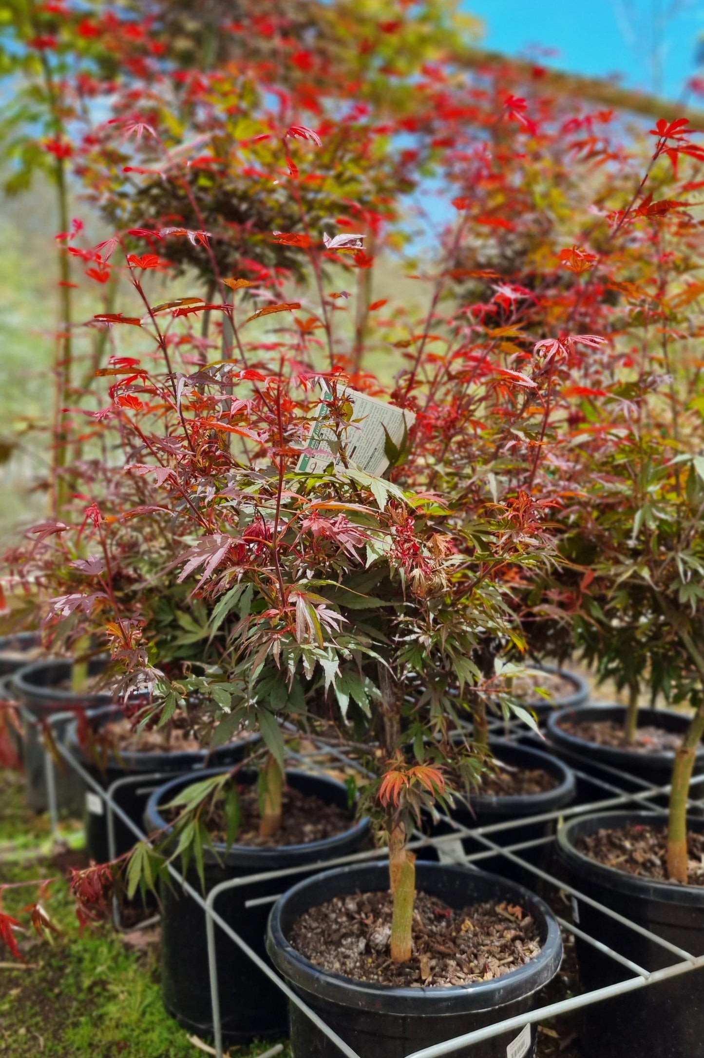 MAPLE ACER PALMATUM SHAINA 300MM
