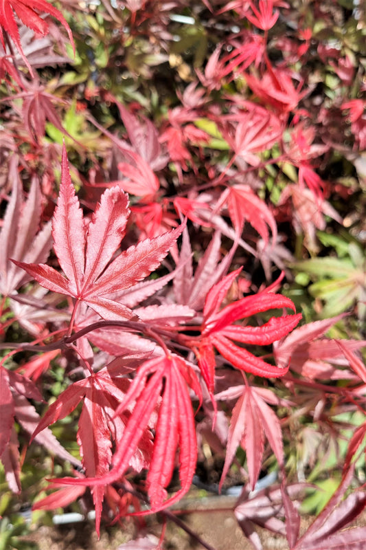 MAPLE ACER PALMATUM SHAINA 330MM