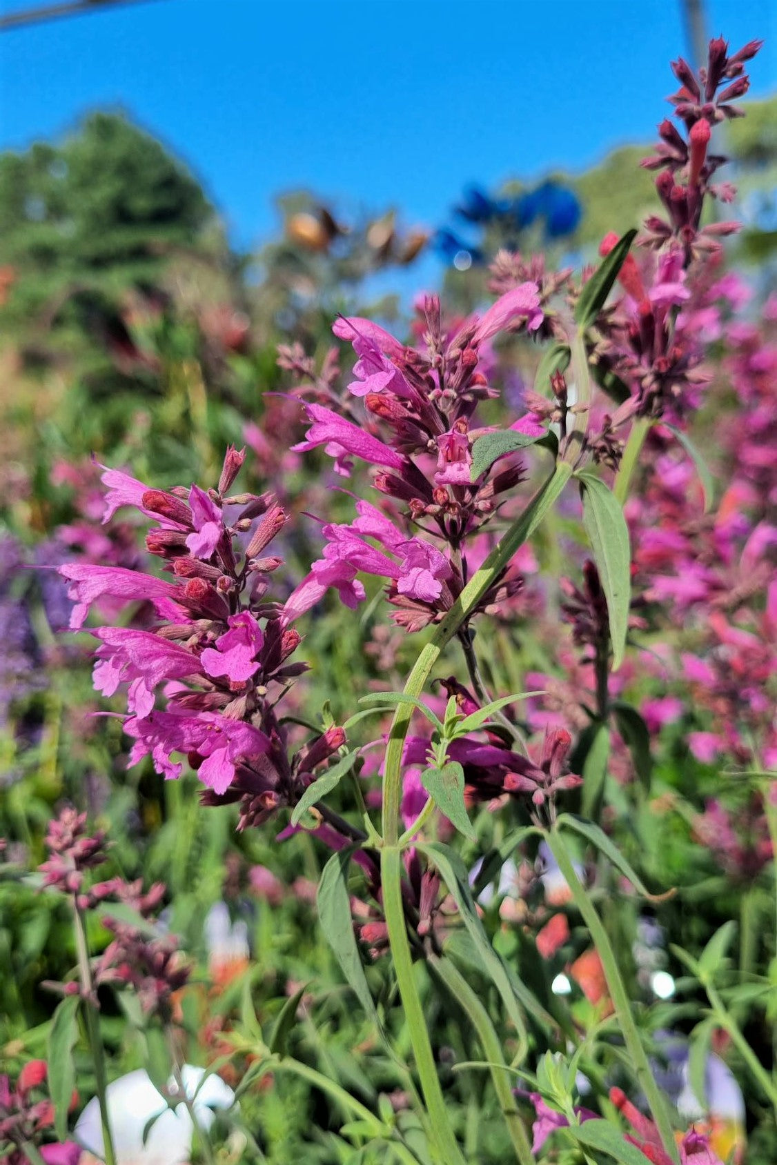 AGASTACHE SWEET LILI 140MM