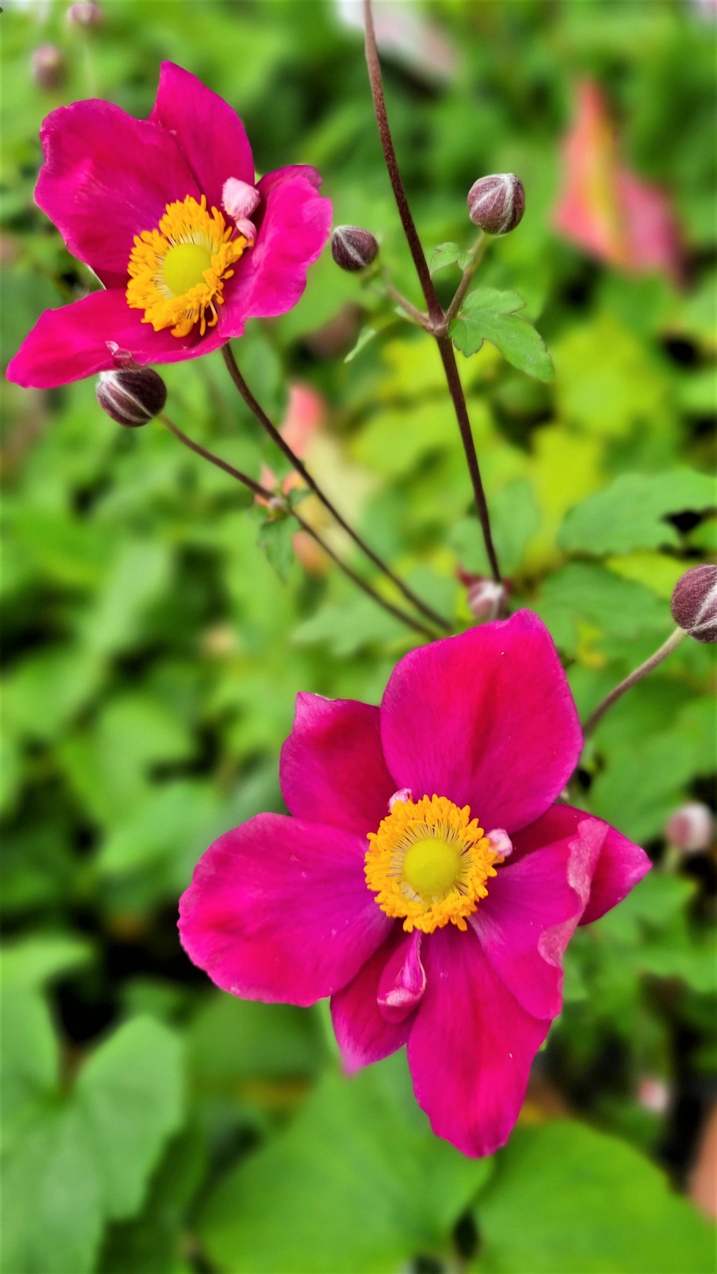 ANEMONE FANTASY ARIEL 140MM