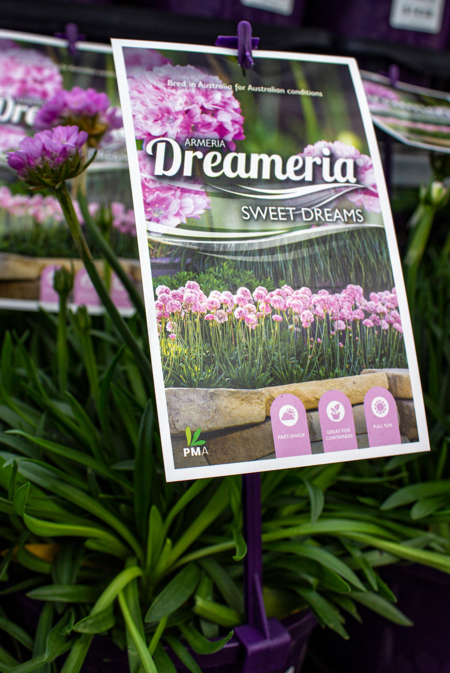 ARMERIA DREAMERIA SWEET DREAMS 140MM
