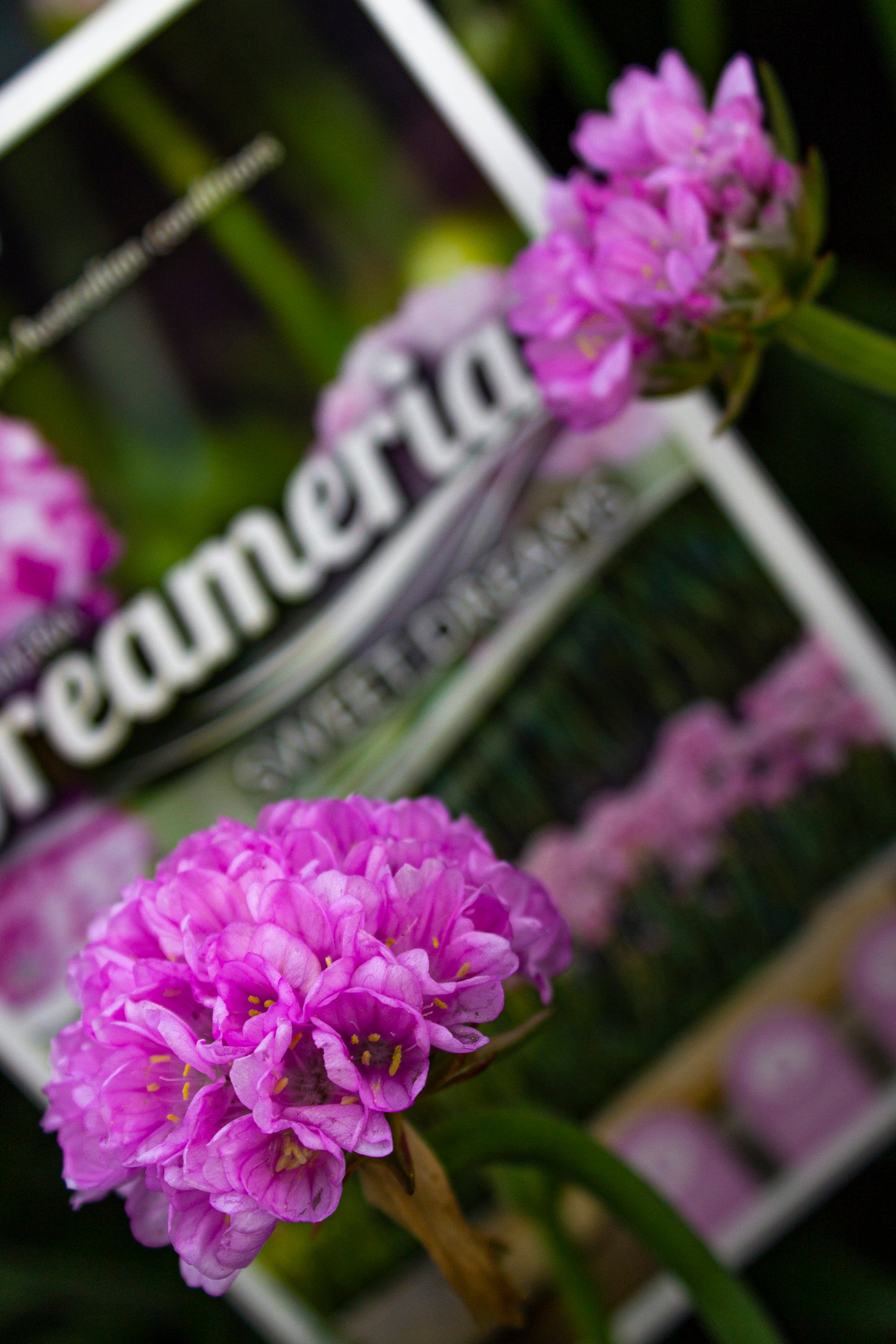 ARMERIA DREAMERIA SWEET DREAMS 140MM