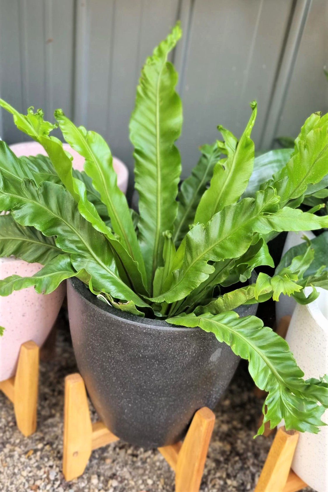 ASPLENIUM NIDUS BIRDS NEST FERN 200MM