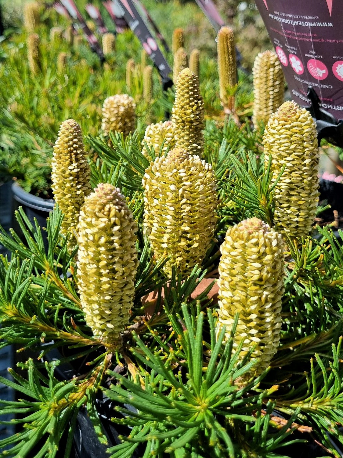 BANKSIA SPINULOSA BIRTHDAY CANDLES 140MM