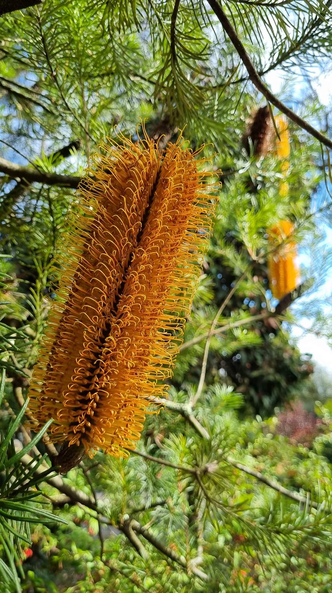 BANKSIA ERICIFOLIA 140MM