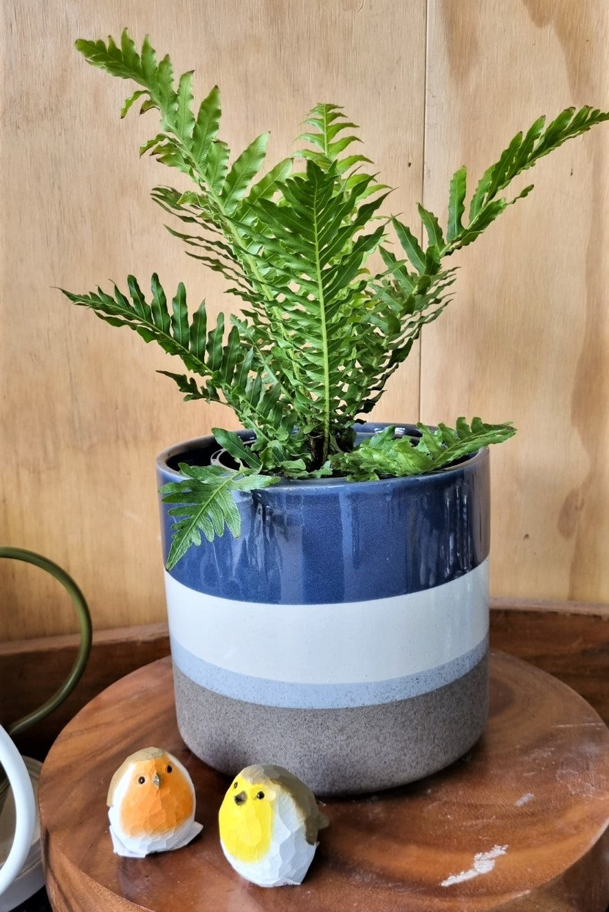 BLECHNUM SILVER LADY 140MM