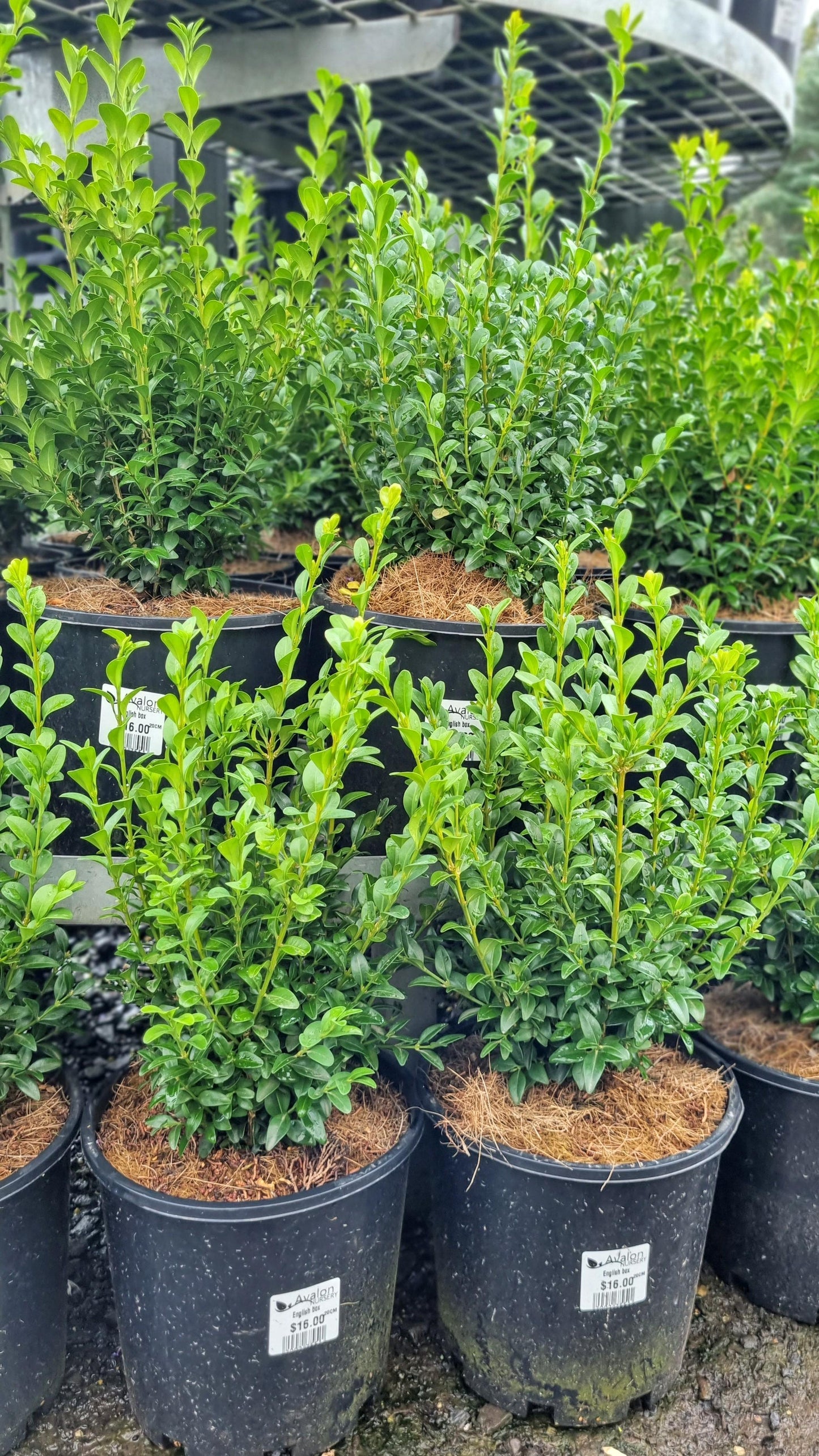 BUXUS ENGLISH BOX 200MM