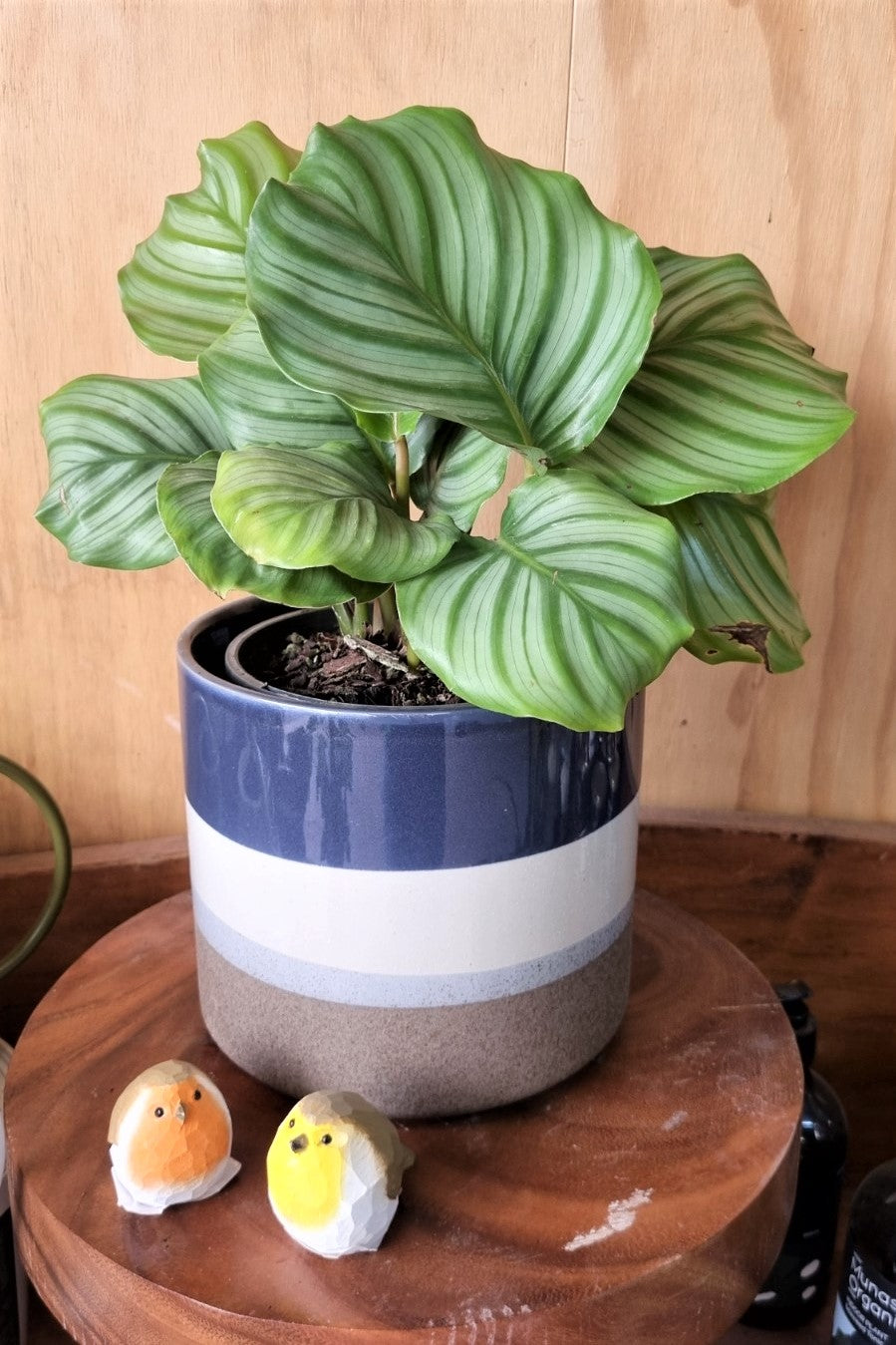 CALATHEA ORBIFOLIA 140MM