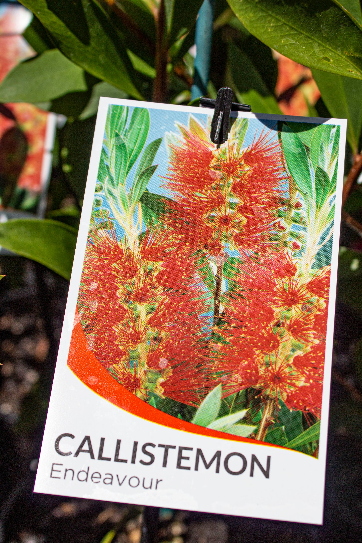 CALLISTEMON CITRINUS ENDEAVOUR 140MM